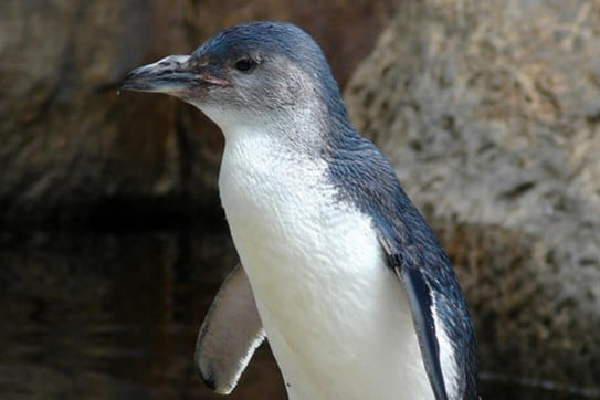 Little blue penguin, Christchurch, New Zealand. 