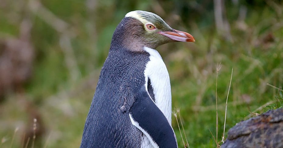 Yellow eyed penguin, Dunedin, New Zealand. 