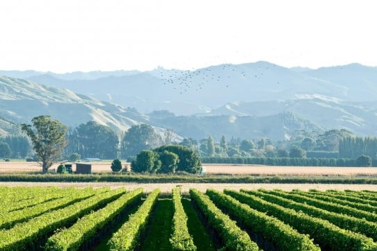 Vineyard in Gisborne, New Zealand.
