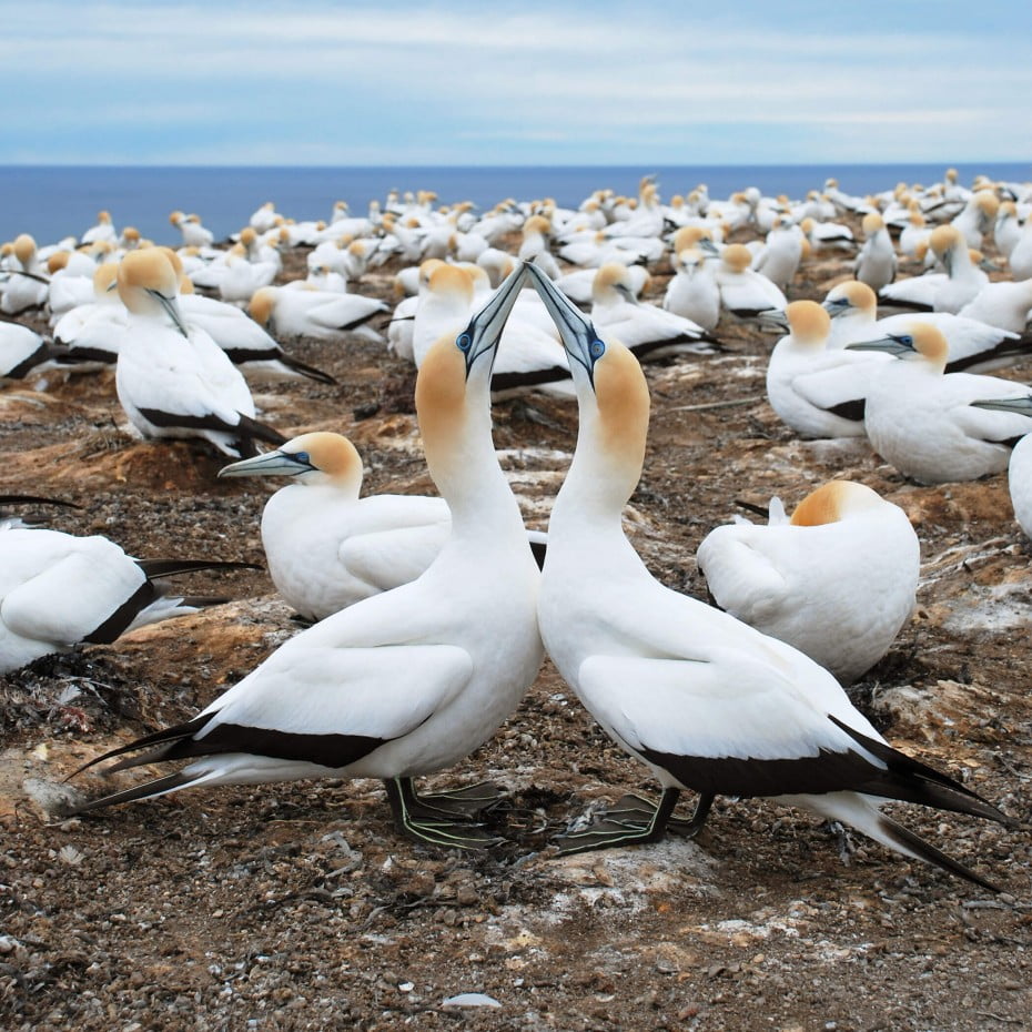 Gannets at Cape Kidnappers, Napier, New Zealand. 