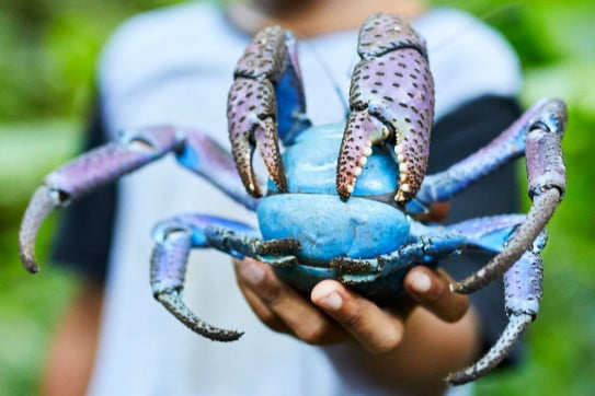 Uga the giant blue coconut crab, Niue. 