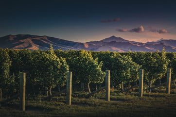 Fine Wines, Te Mata Peak, New Zealand.